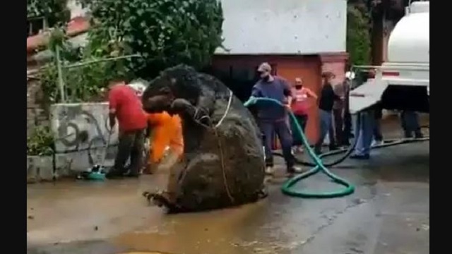 Giant Rat Found In Mexico Drain