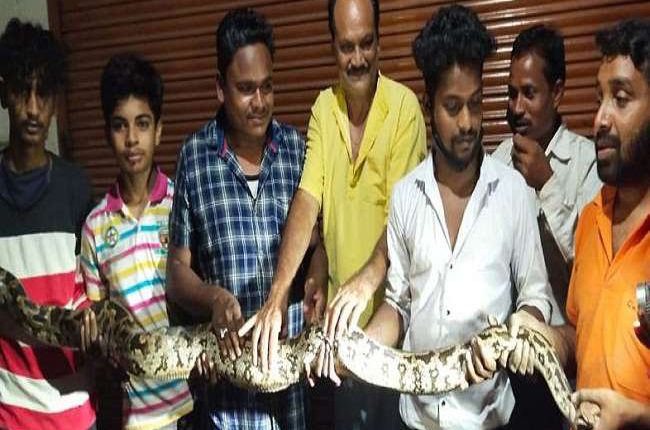 Giant python rescued