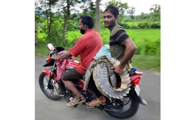 forest ranger suspended for shifting crocodile on bike in odisha