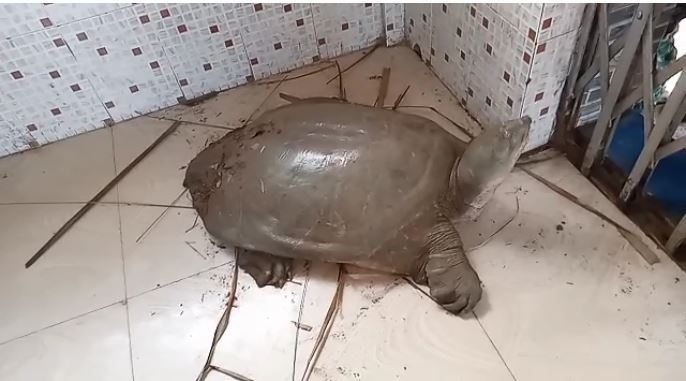 rare tortoise found in Bhadrak of Odsisha