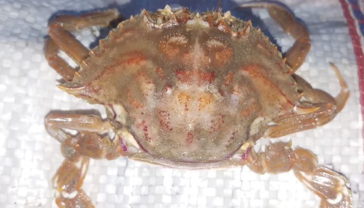 Rare crab in Puri odisha