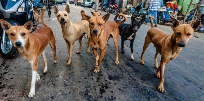 street dogs killed in bhubaneswar