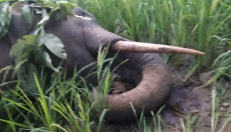 elephant carcass found in odisha