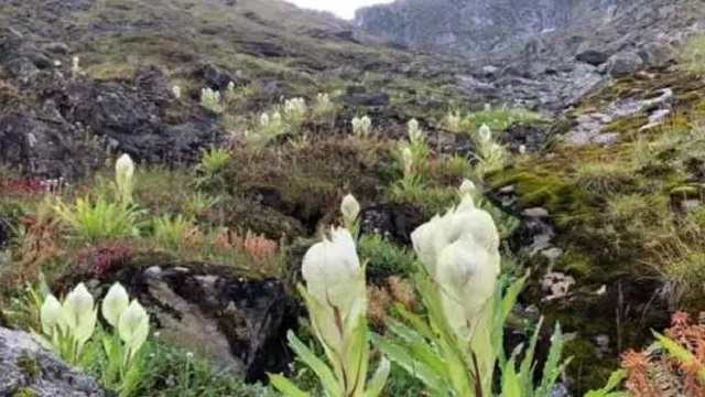 Rare Brahma Kamal Flower Bloom In Uttarakhand's Snow-Clad Chamoli