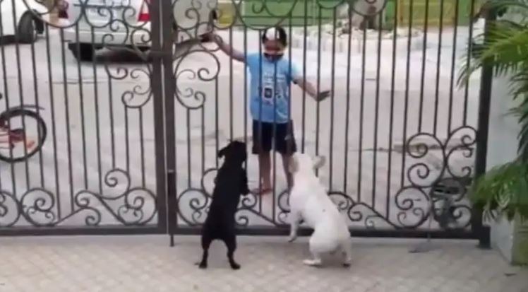 dogs react to boy’s bhangra moves