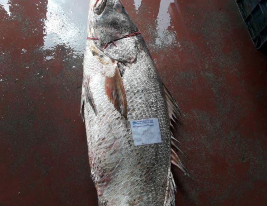 big fish caught in Odisha