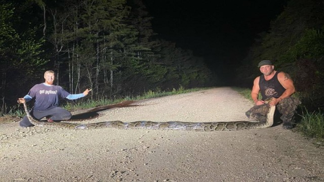 Largest python found in Florida