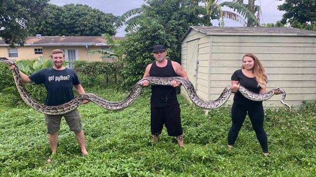 Largest python found in Florida so far