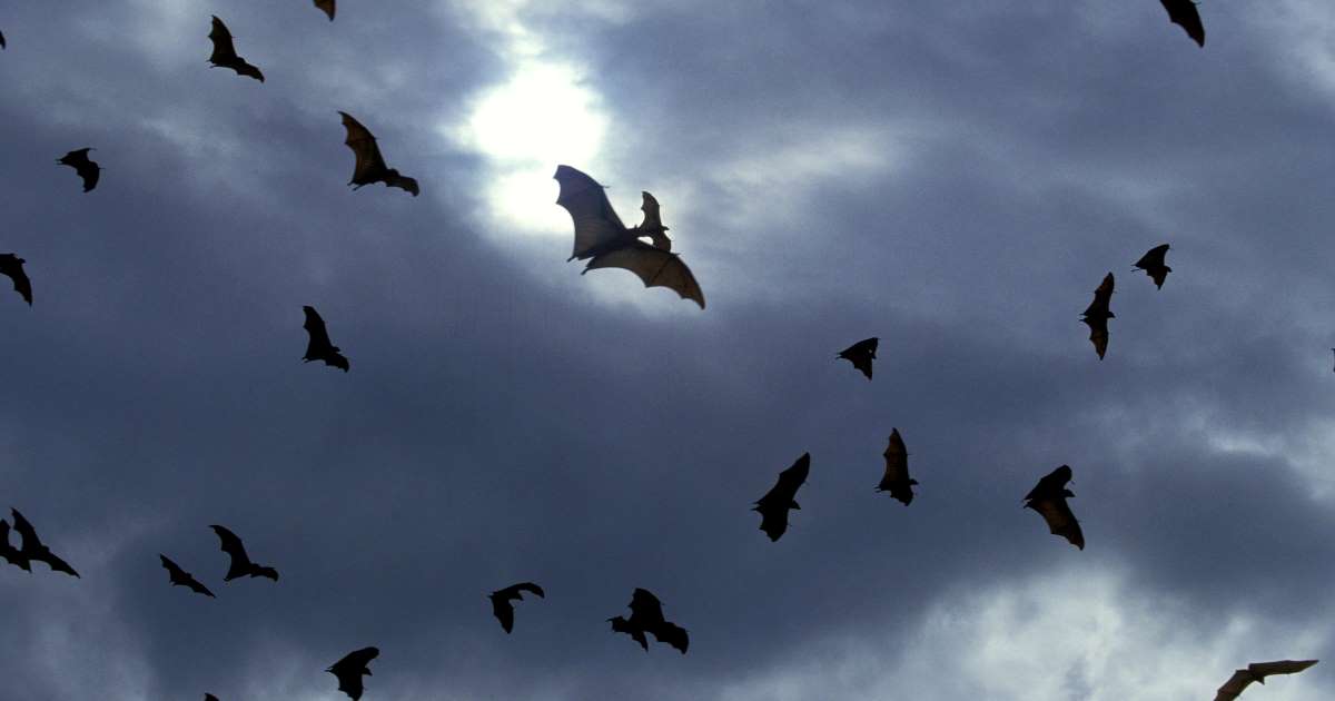 Vampire bats social distance when they get sick says study