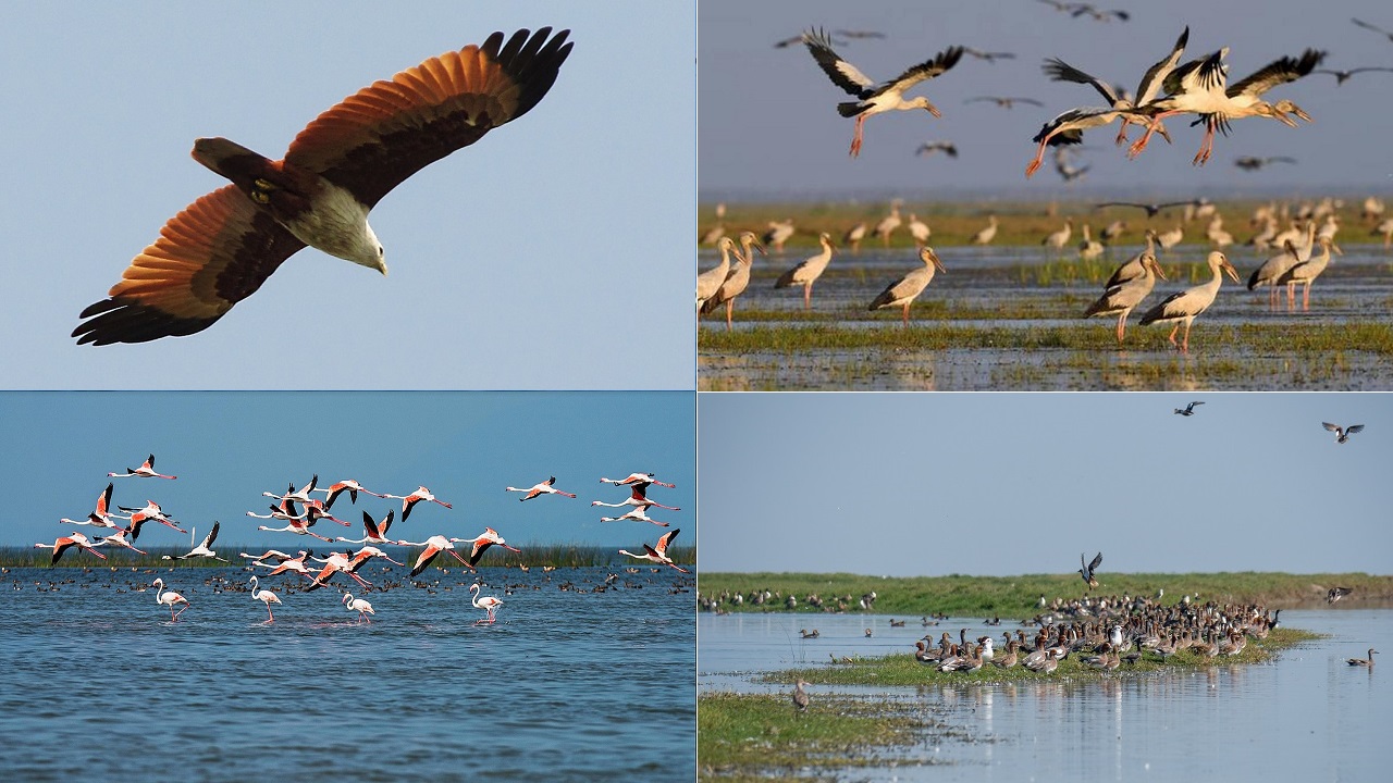 migratory birds are flocking to chilika