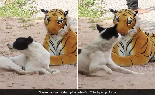 YouTuber’s Fake Tiger Pranks On Animals Going Viral With Millions Of Viewership; Watch