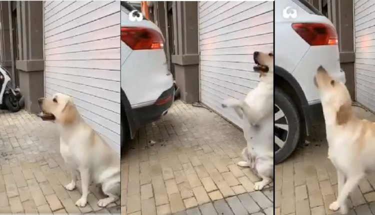 dog helps to reverse park