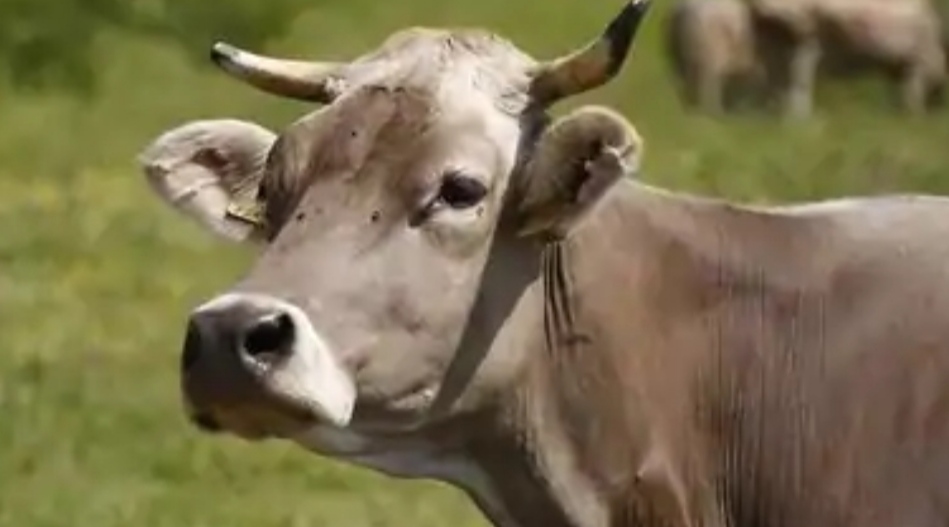 Cow consumes bomb in Odisha