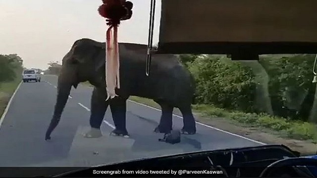 You Must See This Viral Video To Believe Elephant Stealing Bananas From Bus