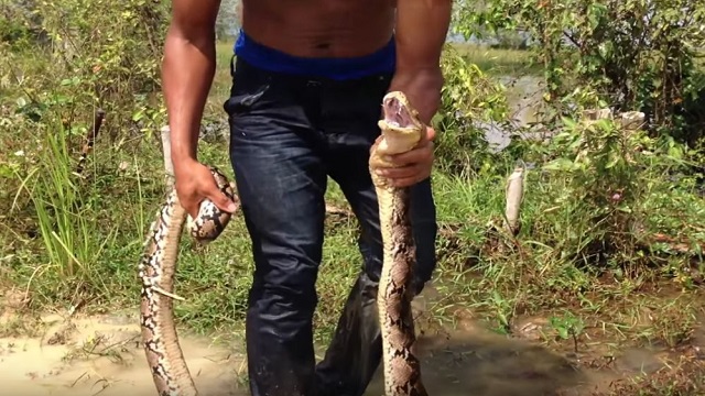 Watch How A Huge Snake Gets Caught In Trap! But Here’s The Truth 