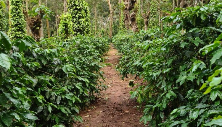 Karnataka Coffee Planters Reel under Covid 19 & Heavy Rains