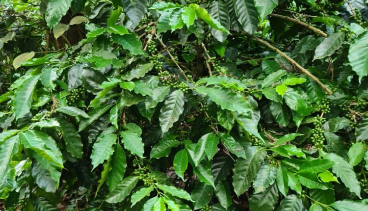 Karnataka Coffee Planters Reel under Covid 19 & Heavy Rains