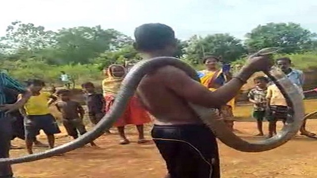 Youth Rescues Huge King Cobra At The Cost Of Life In Odisha