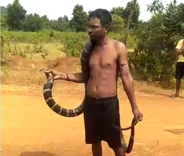 Youth Rescues Huge King Cobra At The Cost Of Life In Odisha; See Pics 