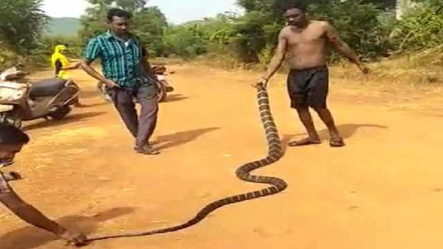 Youth Rescues Huge King Cobra At The Cost Of Life In Odisha; See Pics 