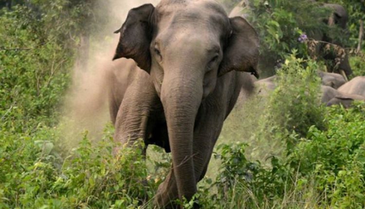 elephant attack in Dhenkanal