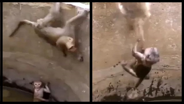 Monkey Uses Tail To Save Its Baby; Watch Viral Video