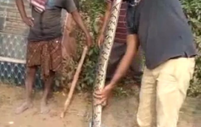snake caught in cuttack