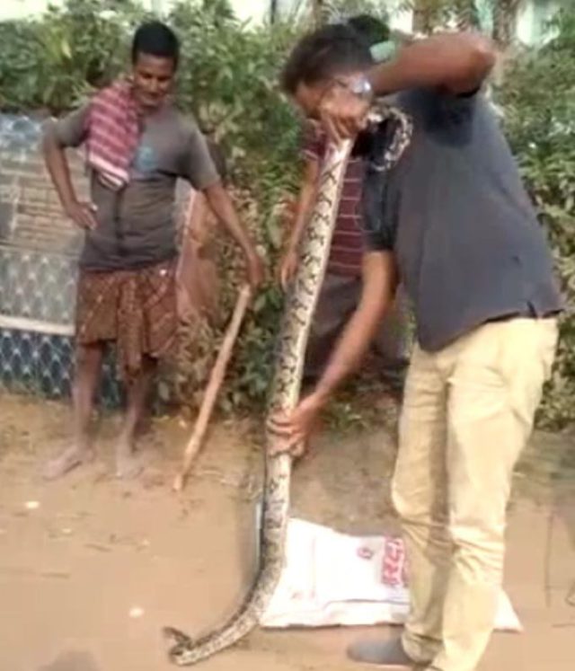 snake caught in cuttack