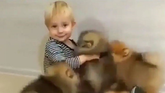 Toddler Plays With Puppies; Adorable Video Goes Viral