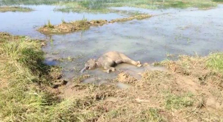 elephant calf found dead in balangir