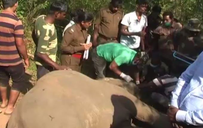 Elephant Found Dead In Ganjam
