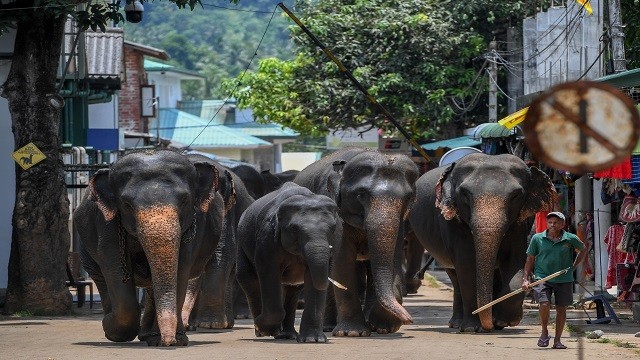 highest annual elephant deaths in sri lanka