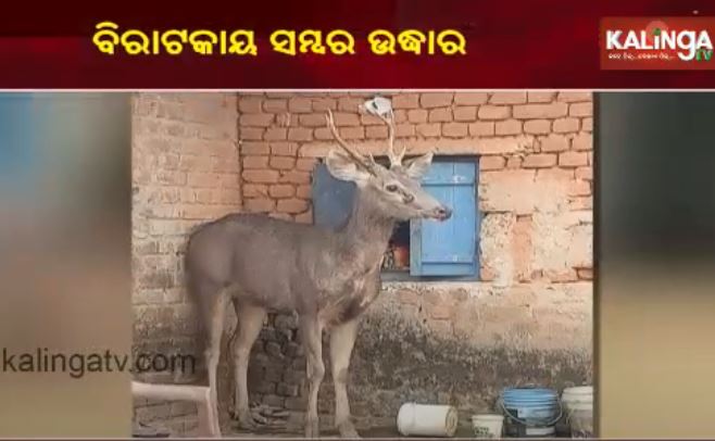 sambar deer in odisha