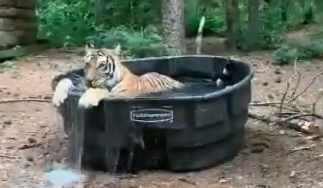 tiger in bathtub