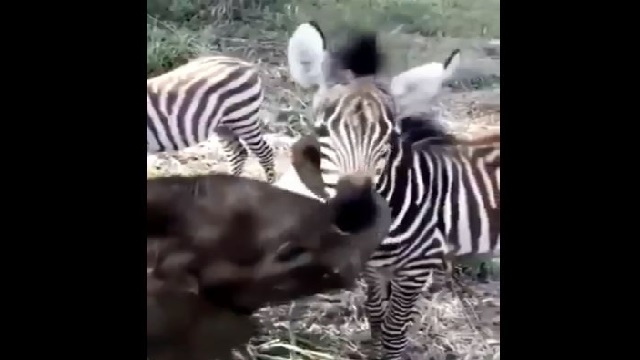 Baby Elephant Playing With Zebra, Video Goes Viral; Watch