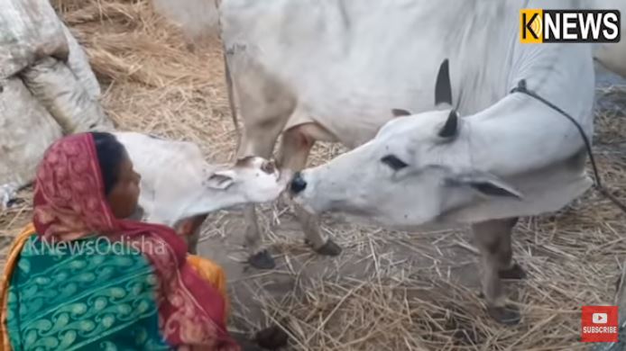 Rare calf found in Odisha