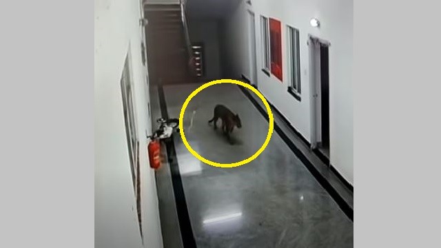 Leopard Spotted Inside Medical College Quarter In Karnataka