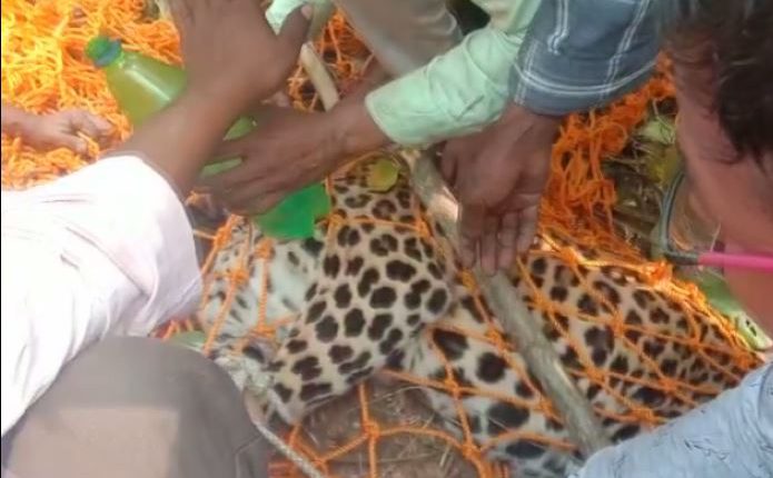 Leopard trapped in Ganjam district dies
