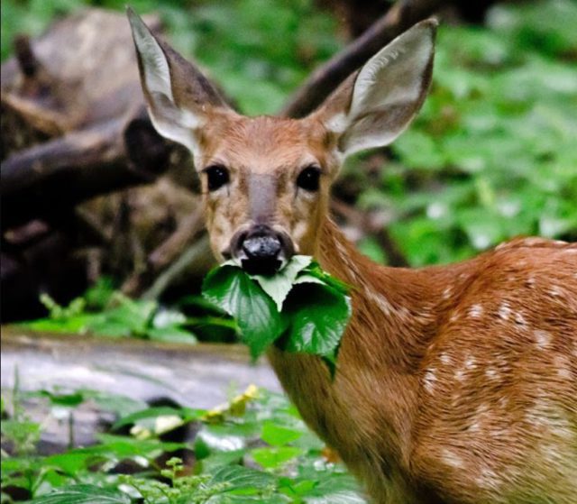 deer shifting from cuttack