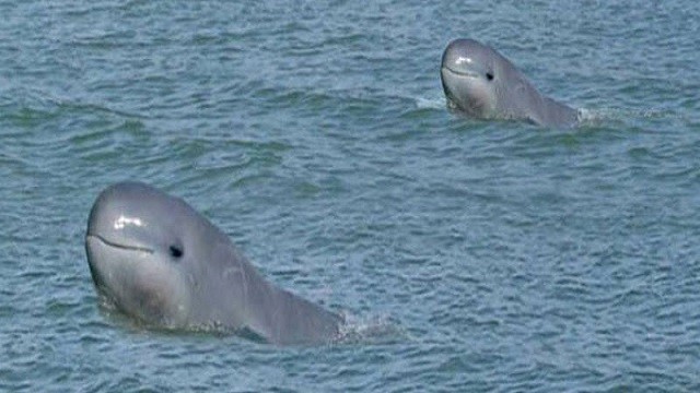 dolphins in gahirmatha