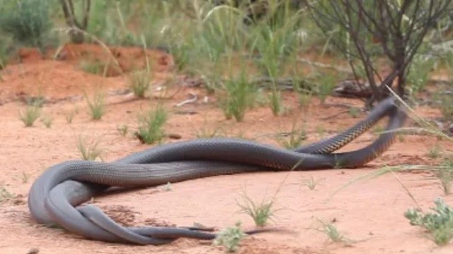 Watch Viral Video Of Two Snakes Fighting Fierce Battle