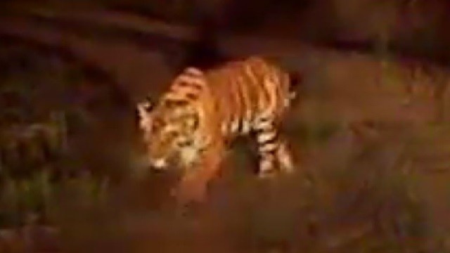 Rare Royal Bengal Tiger Spotted In Similipal National Park