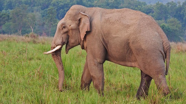 elephant death in odisha