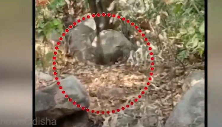 cobra mongoose fight odisha