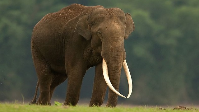 elephant attack in odisha