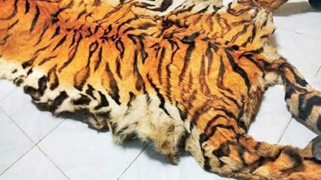tiger skin seized odisha
