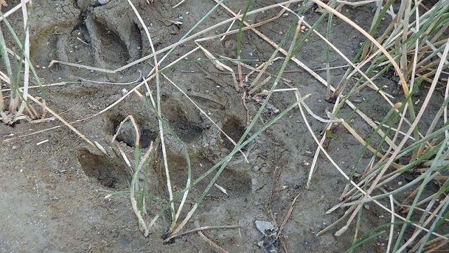 tiger footprint
