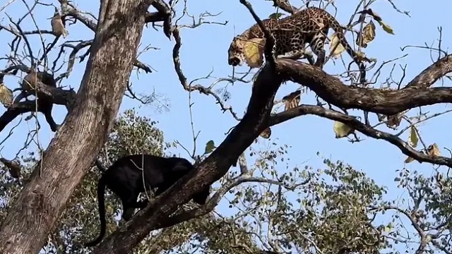black panther vs cheetah fight in karnataka