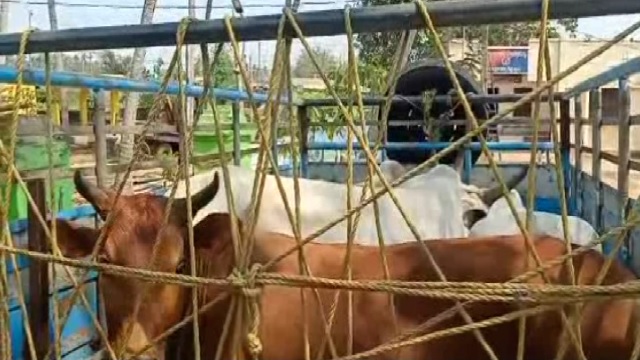 cattle rescued odisha