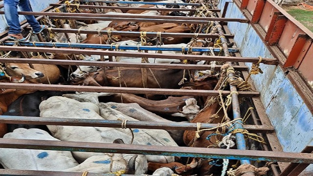cattle laden truck seized